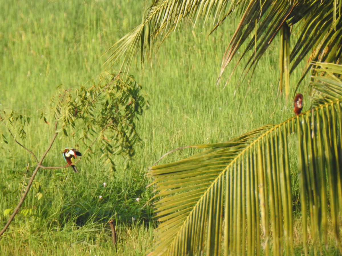 White-throated Kingfisher - ML359489521