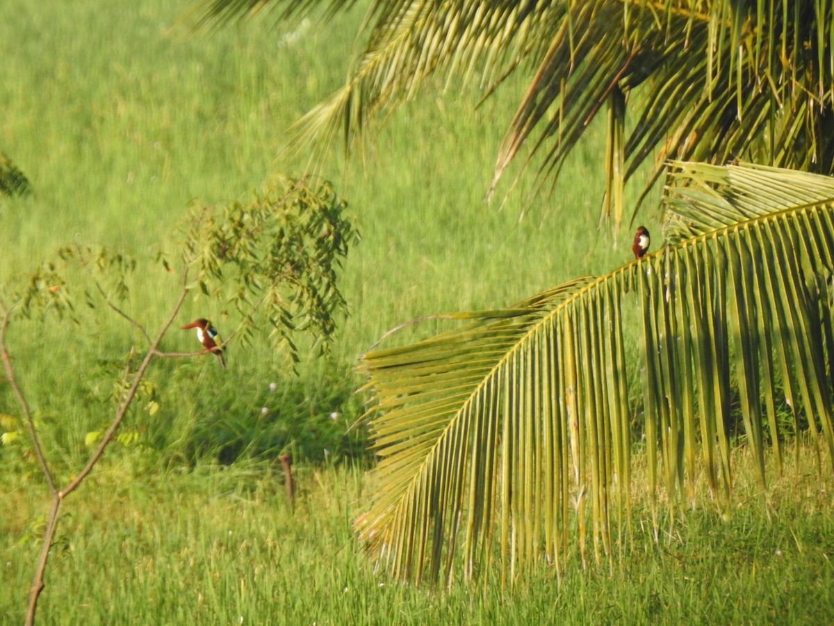 White-throated Kingfisher - ML359489561