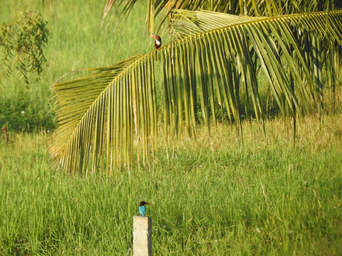 White-throated Kingfisher - ML359489581