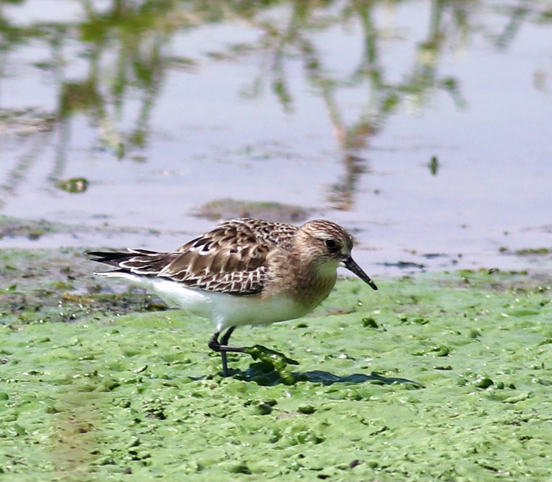 Baird's Sandpiper - Charlie   Nims