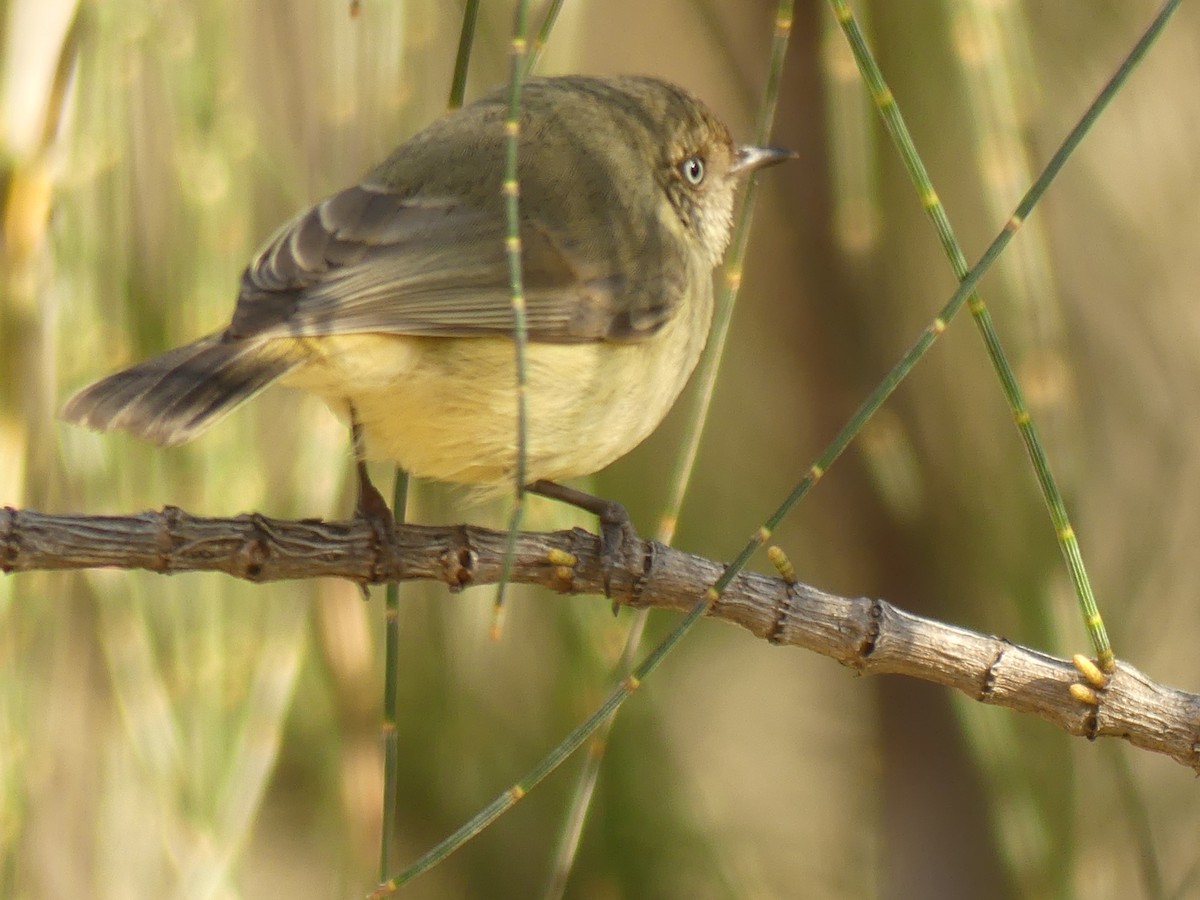 Buff-rumped Thornbill - ML359489991