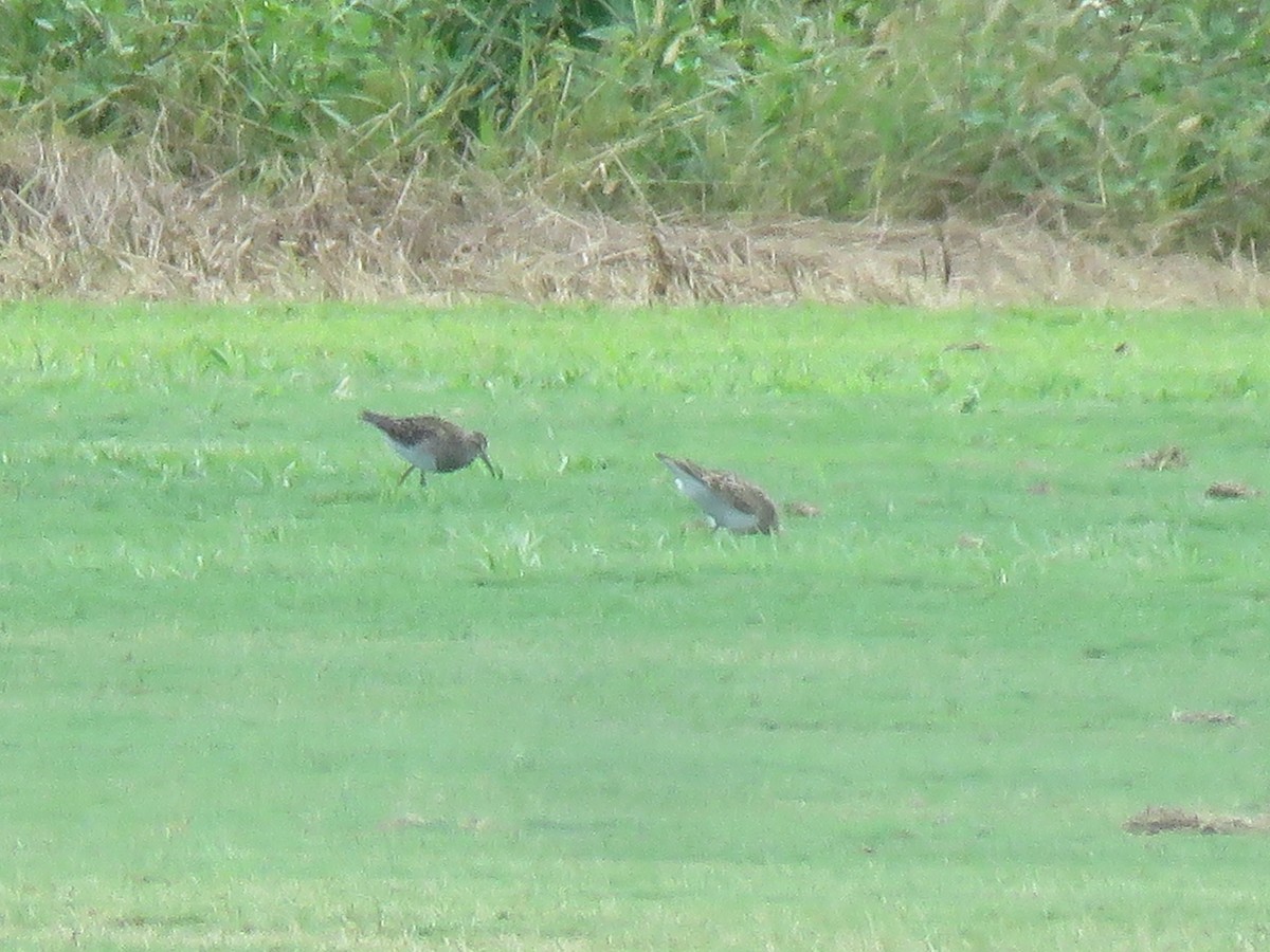 Pectoral Sandpiper - ML359491081