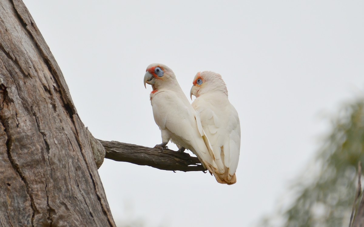 Long-billed Corella - ML359491341