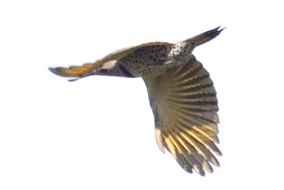 Northern Flicker (Yellow-shafted) - David Brown