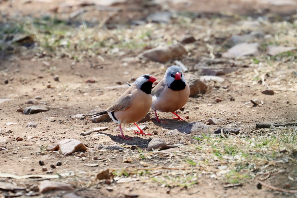 Long-tailed Finch - ML359493221