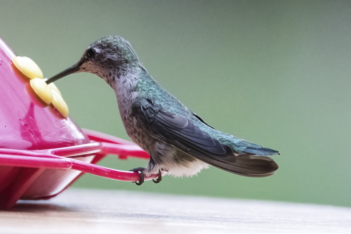 Anna's Hummingbird - ML359494171