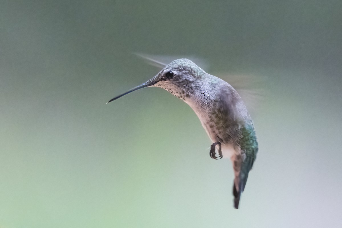 Anna's Hummingbird - ML359494201