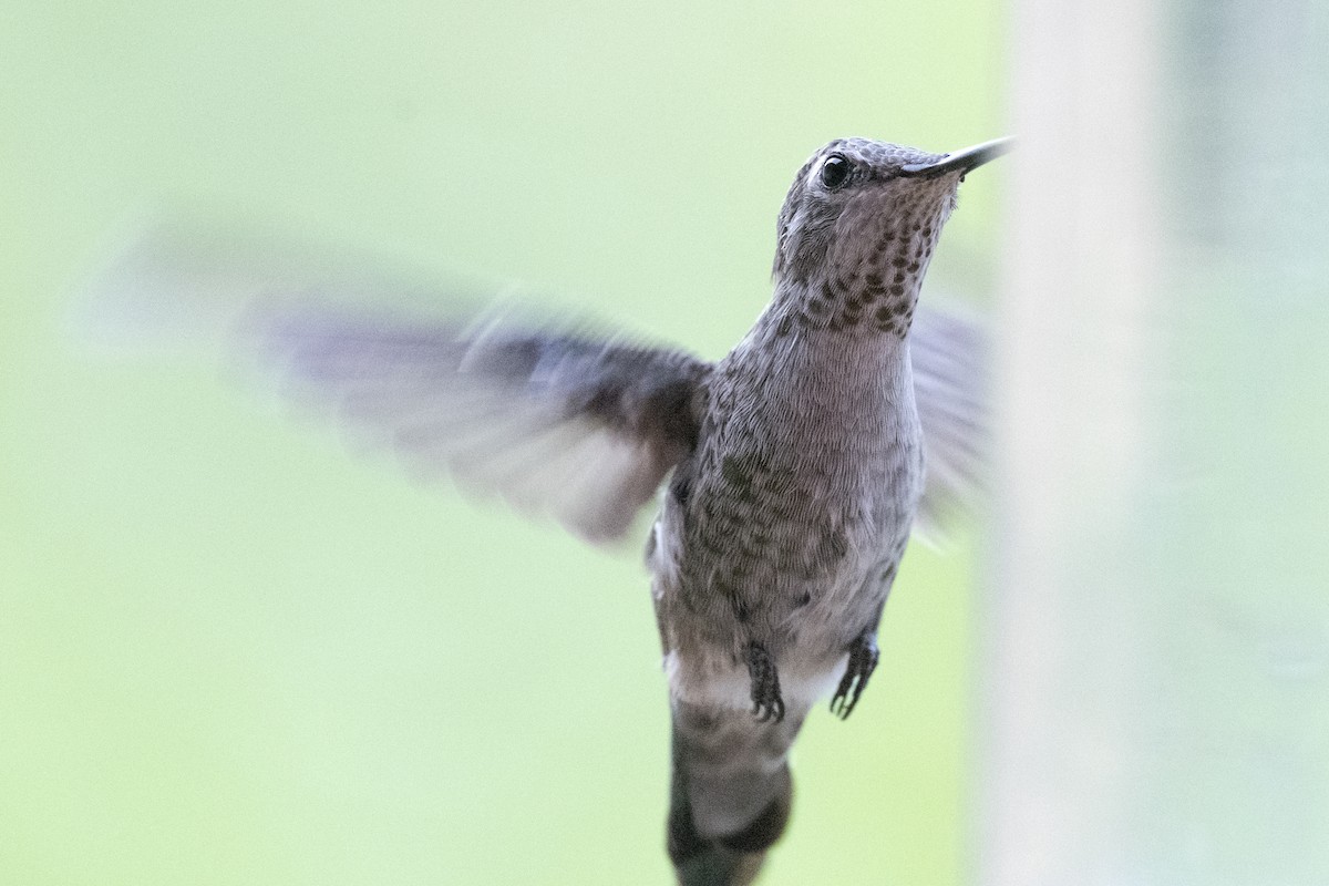 Anna's Hummingbird - Tom Crabtree