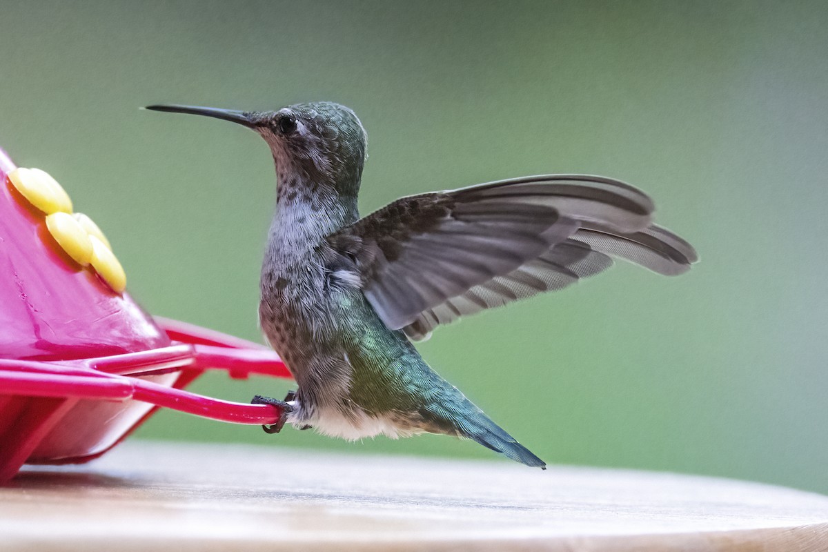 Anna's Hummingbird - Tom Crabtree