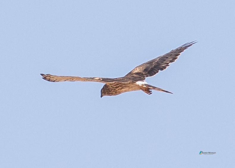 Montagu's Harrier - ML359495351