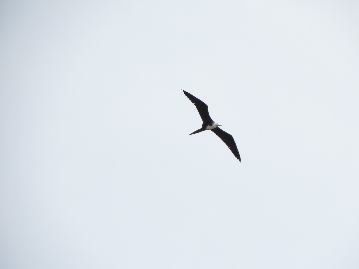 Magnificent Frigatebird - ML359496081