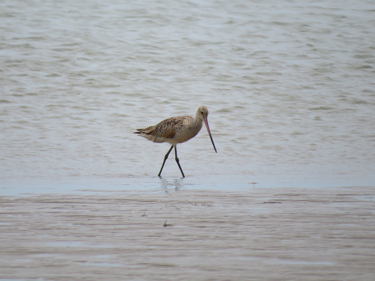 Marbled Godwit - ML359496181