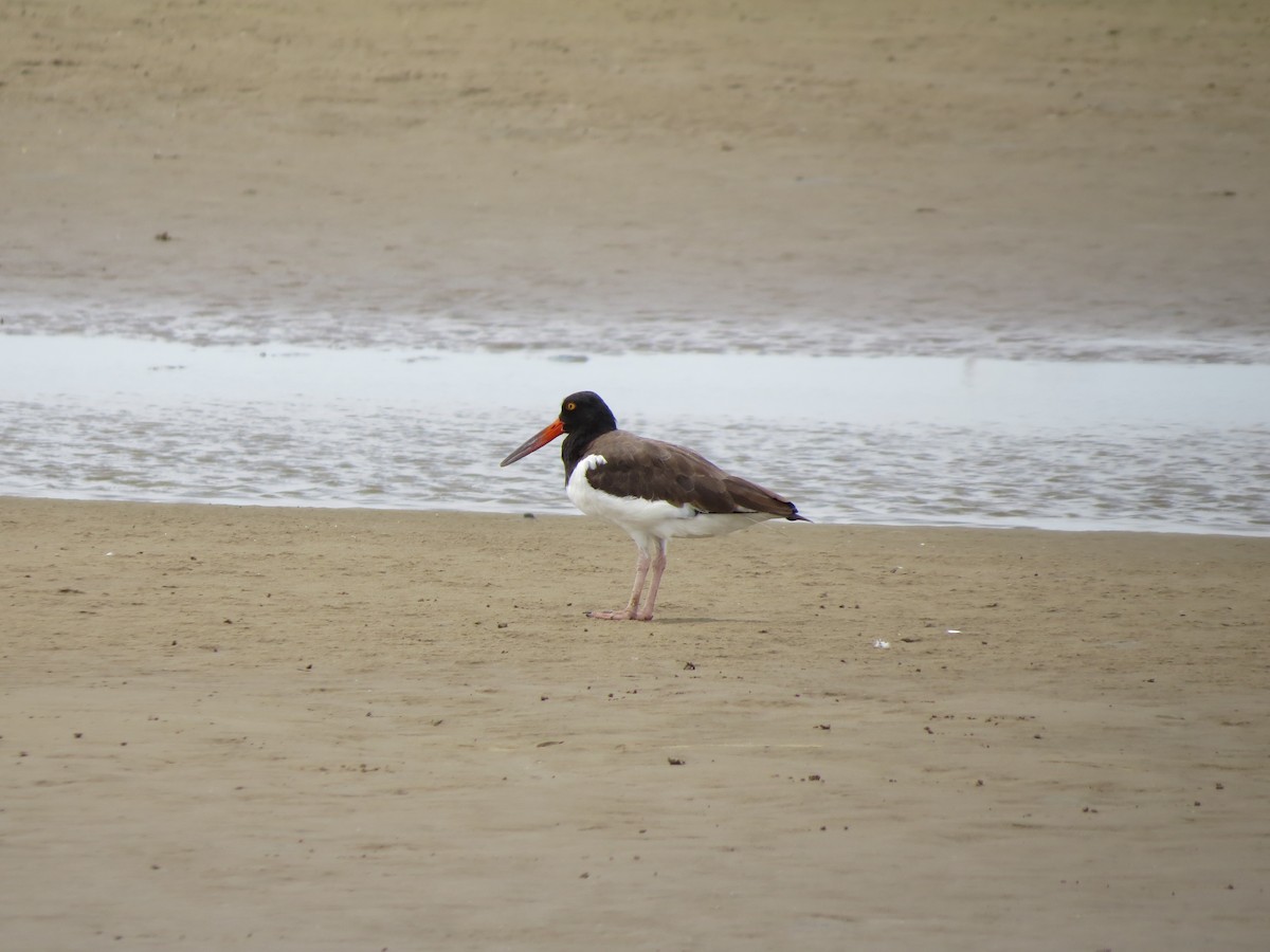 American Oystercatcher - ML359496211