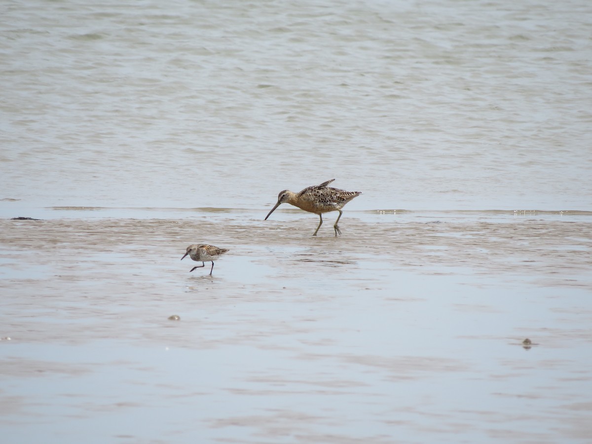 Western Sandpiper - ML359496331