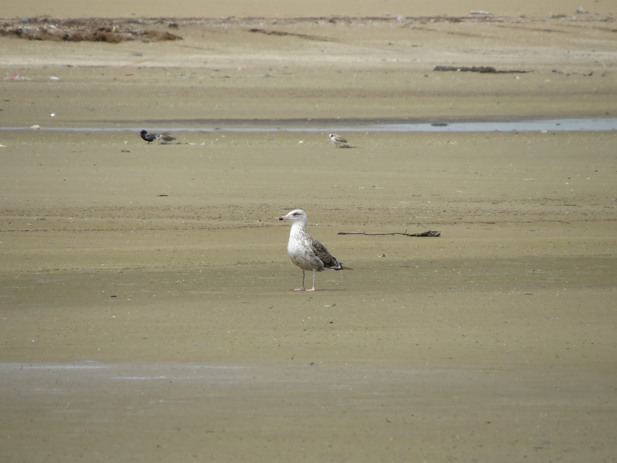 Ring-billed Gull - ML359496421