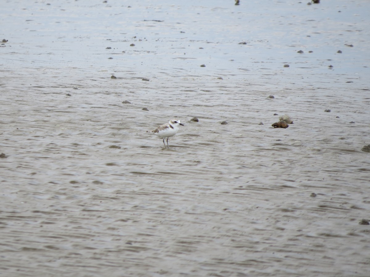 Snowy Plover - ML359496771