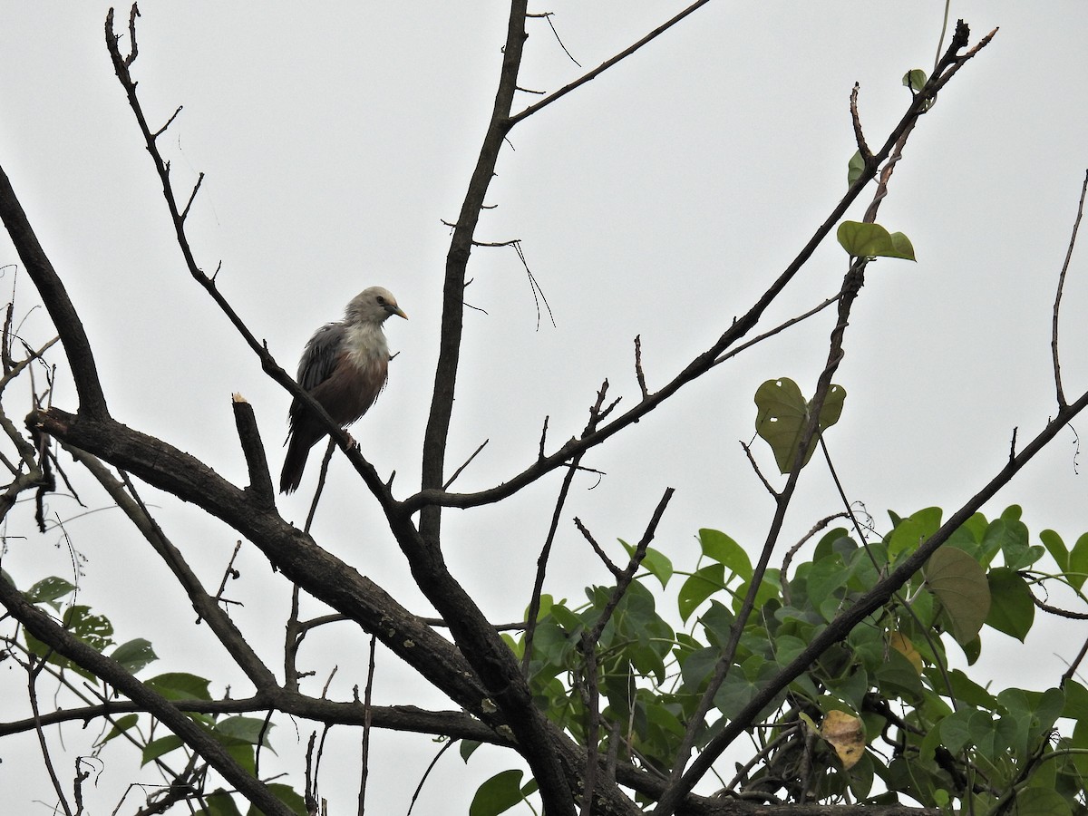 Malabar Starling - Sumedh Jog