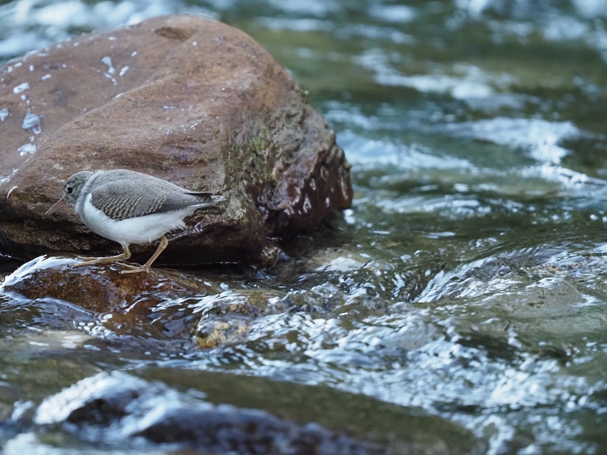 Spotted Sandpiper - Darren Shirley