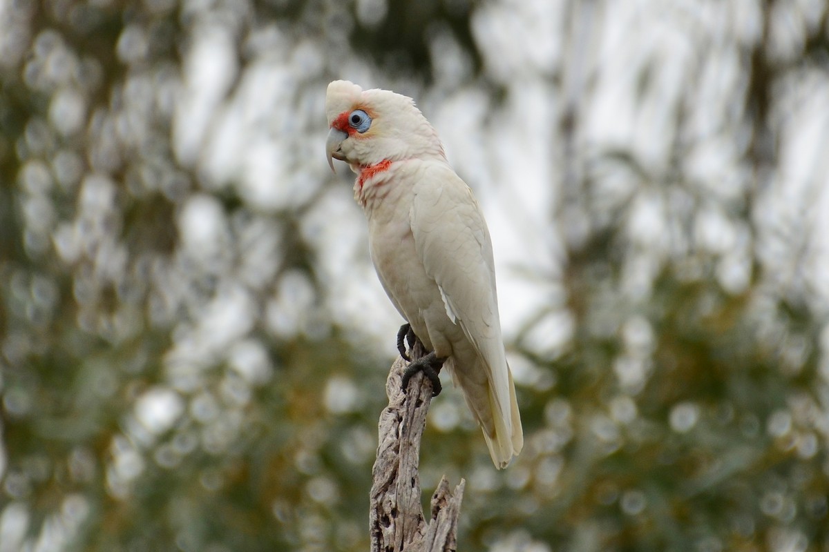 Long-billed Corella - ML359498981