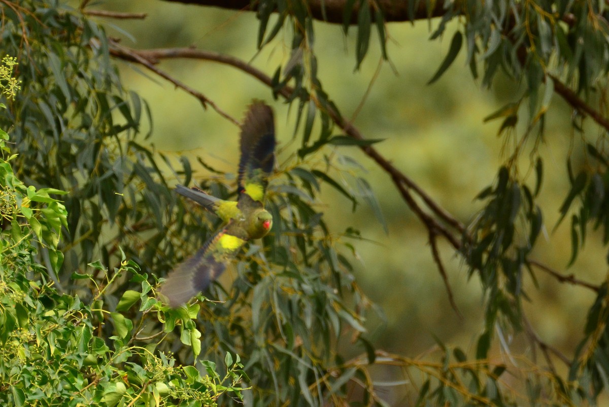 Regent Parrot - ML359498991