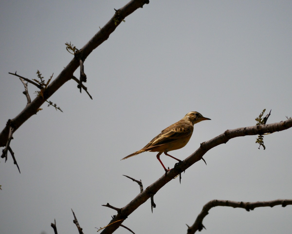 African Pipit - Uwe Stehrenberg