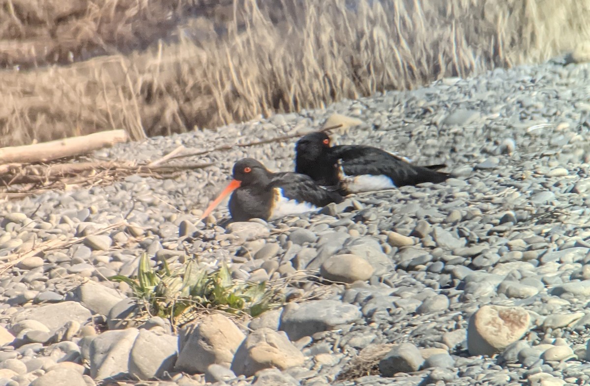 South Island Oystercatcher - ML359502431