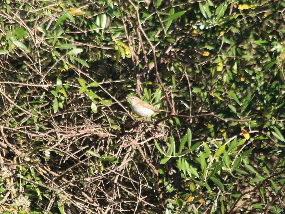 Western Bonelli's Warbler - ML359502821