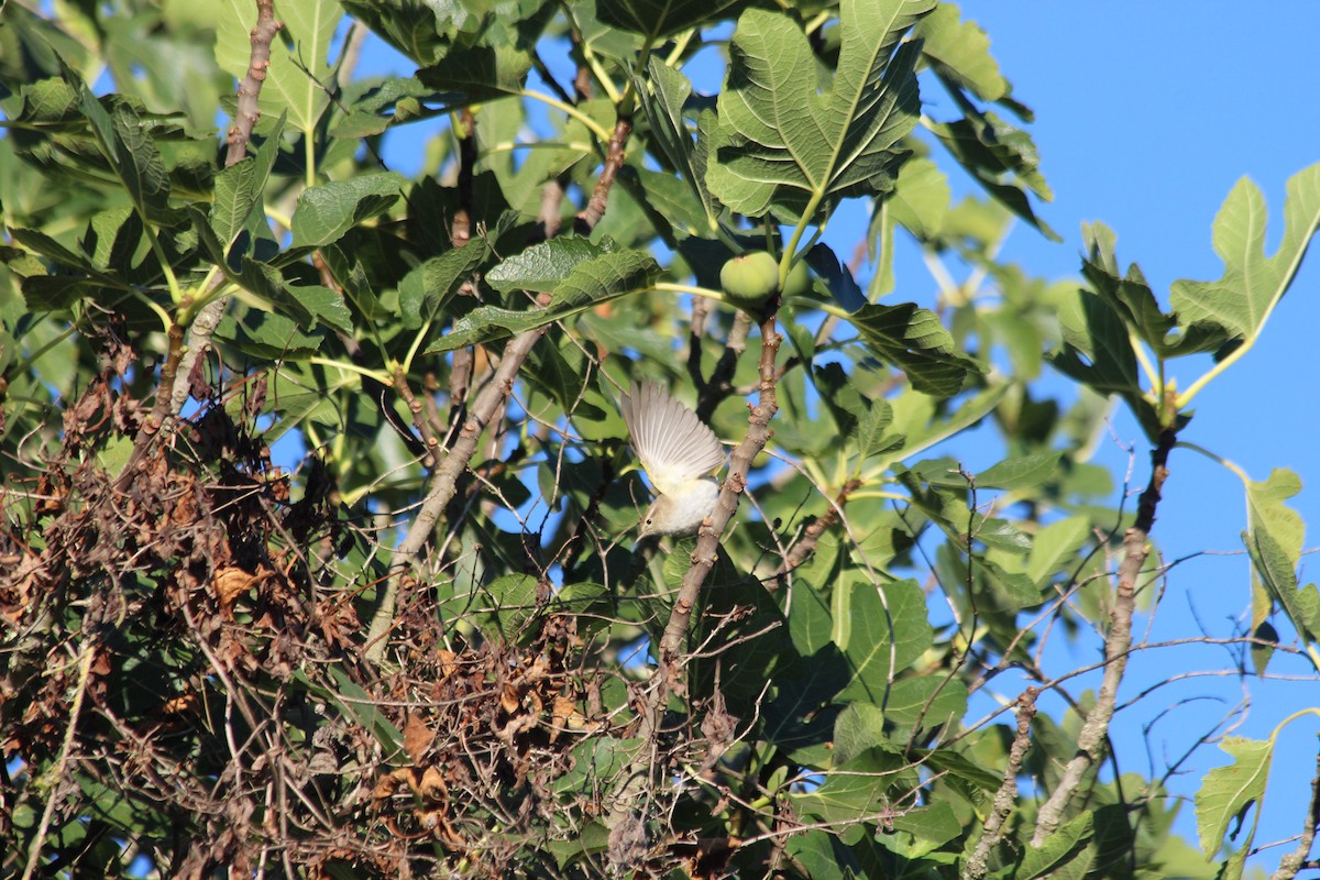 Western Bonelli's Warbler - João  Alves