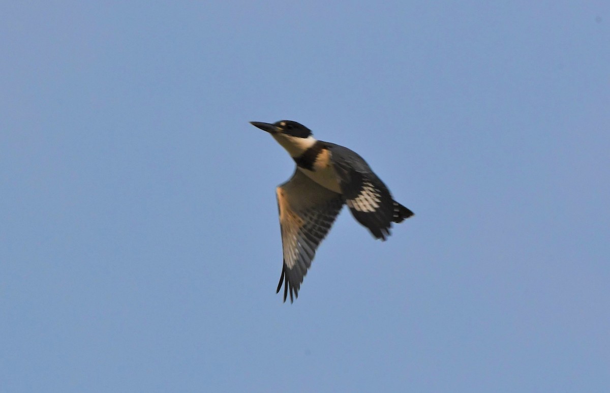 Belted Kingfisher - John Dreves