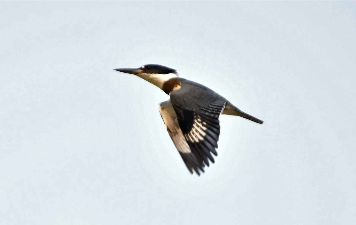 Martin-pêcheur d'Amérique - ML359505621