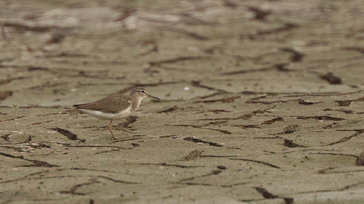 Common Sandpiper - Robert Tizard