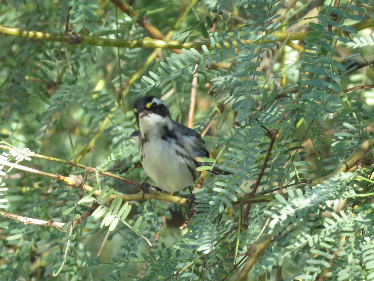 Black-throated Gray Warbler - Don Witter