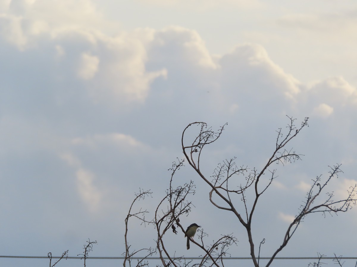 Ashy Prinia - ML359507101