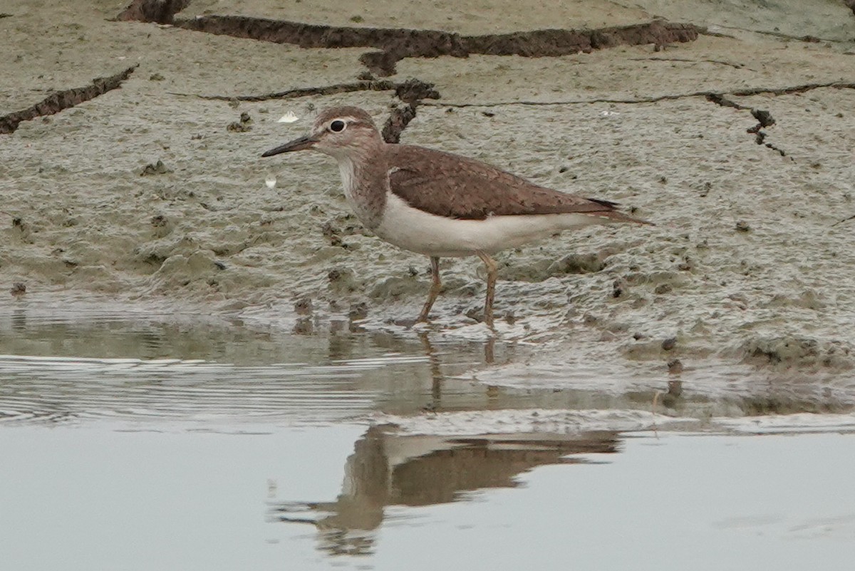 Common Sandpiper - Colin Poole