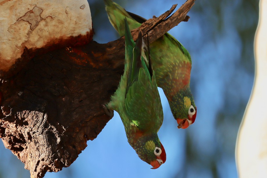 Varied Lorikeet - Robert Hamilton