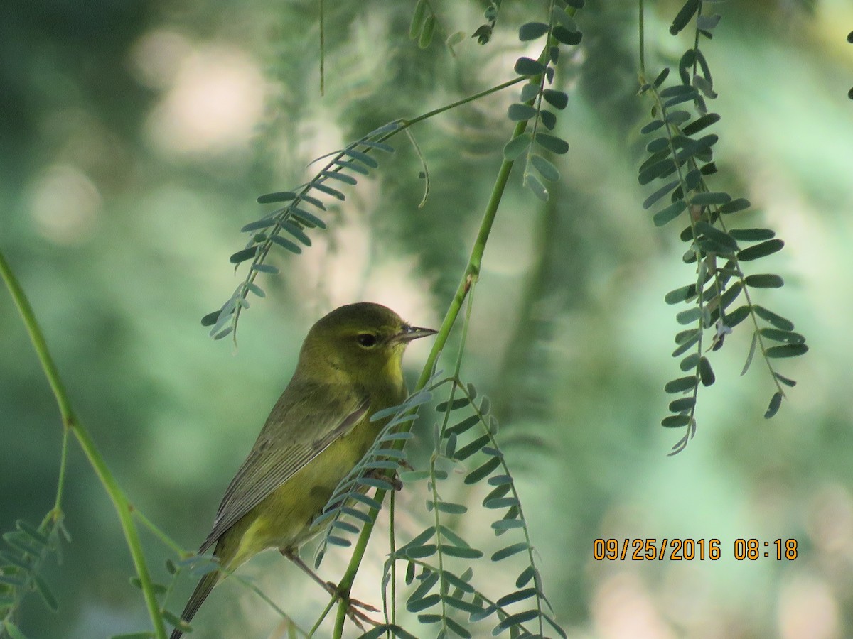 Orange-crowned Warbler - ML35950961