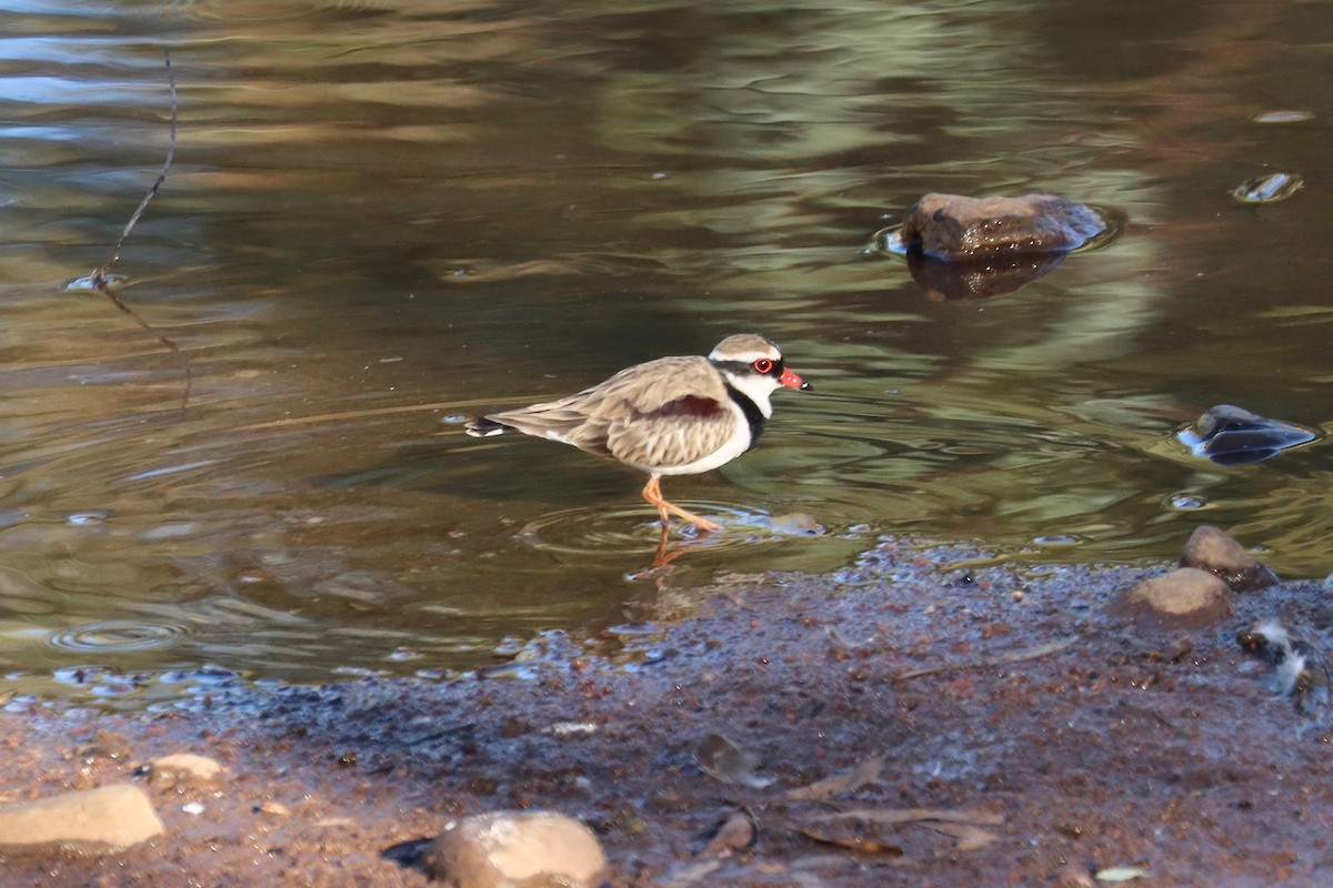 Black-fronted Dotterel - ML359509661