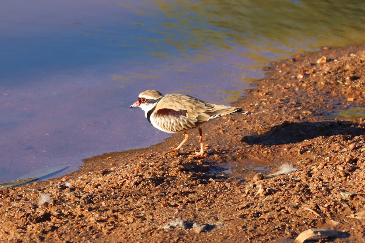 Black-fronted Dotterel - Robert Hamilton