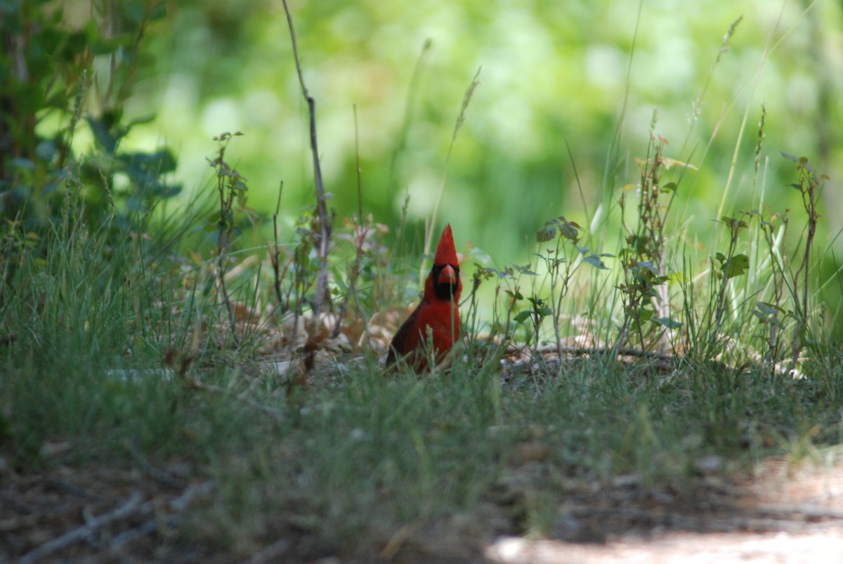 Cardinal rouge - ML35951621