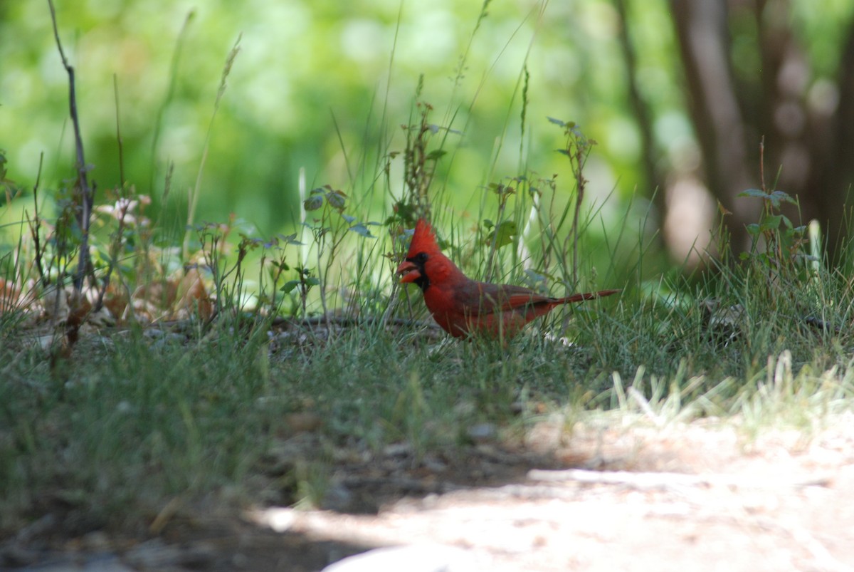 Northern Cardinal - Daniel Lebbin