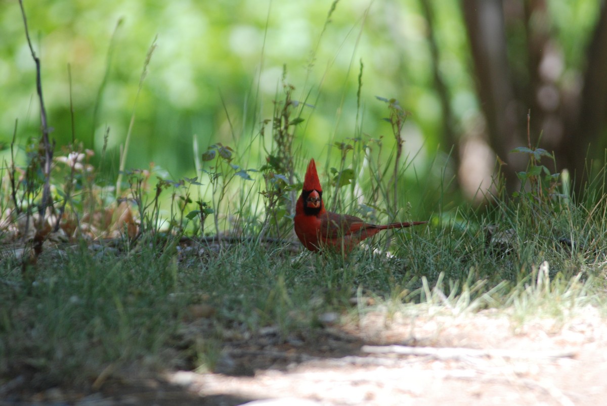 Cardinal rouge - ML35951671