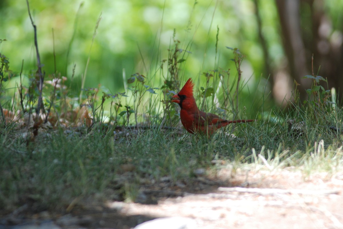 Cardinal rouge - ML35951681