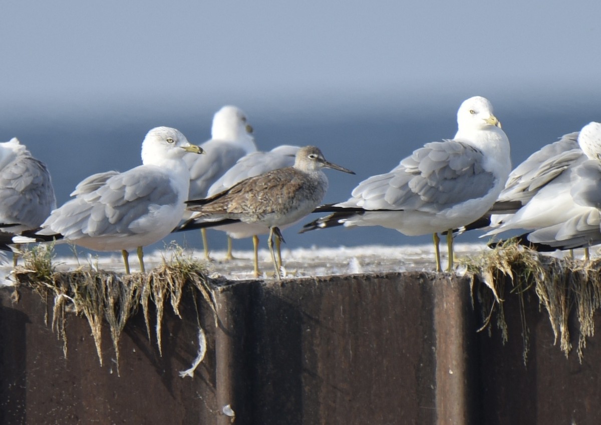 Willet - Celeste Morien