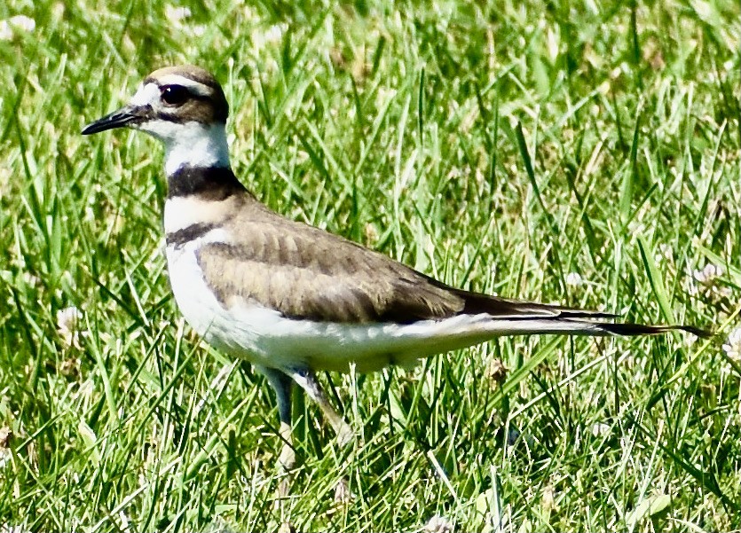 Killdeer - ML359522931