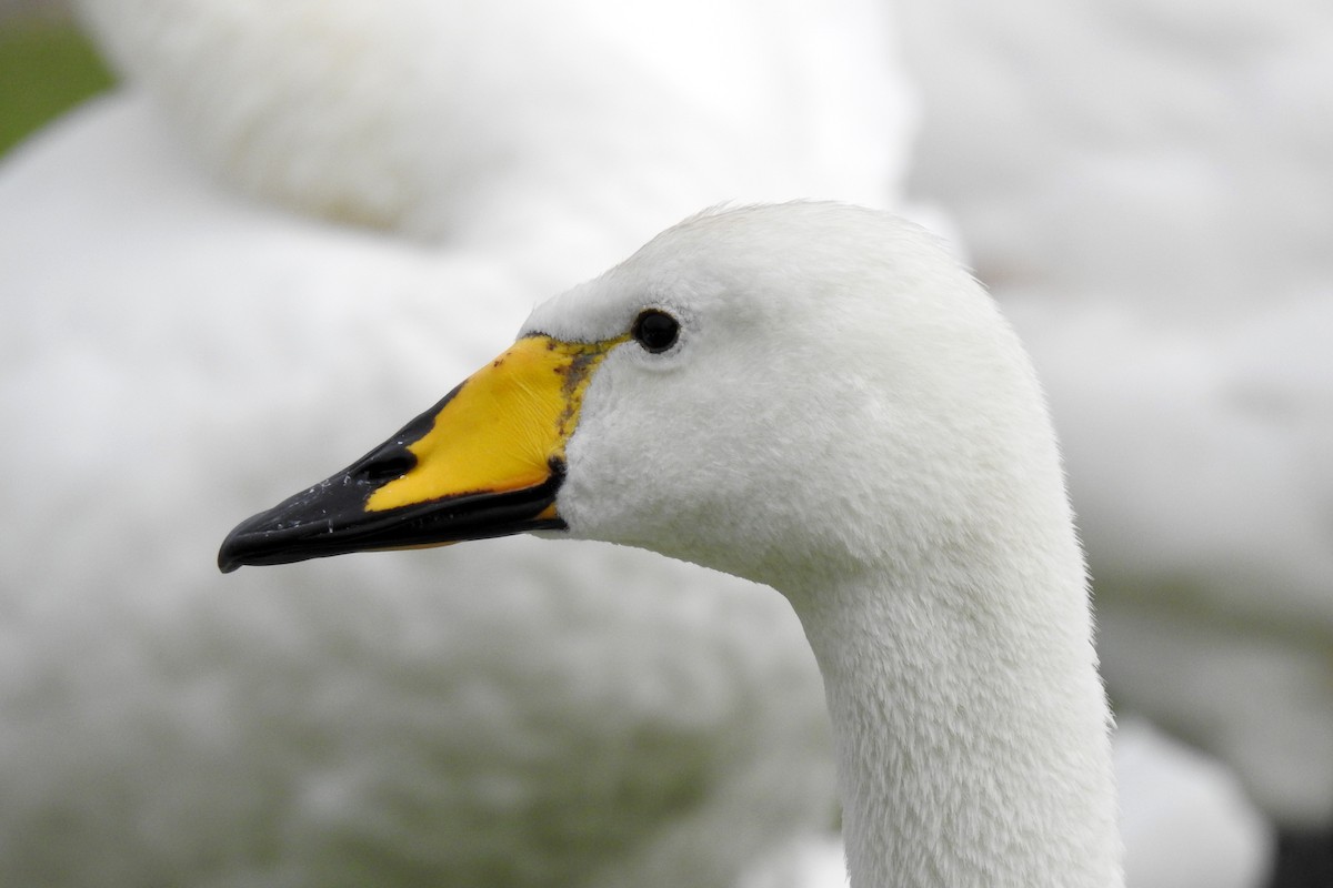 Whooper Swan - Peter Hines