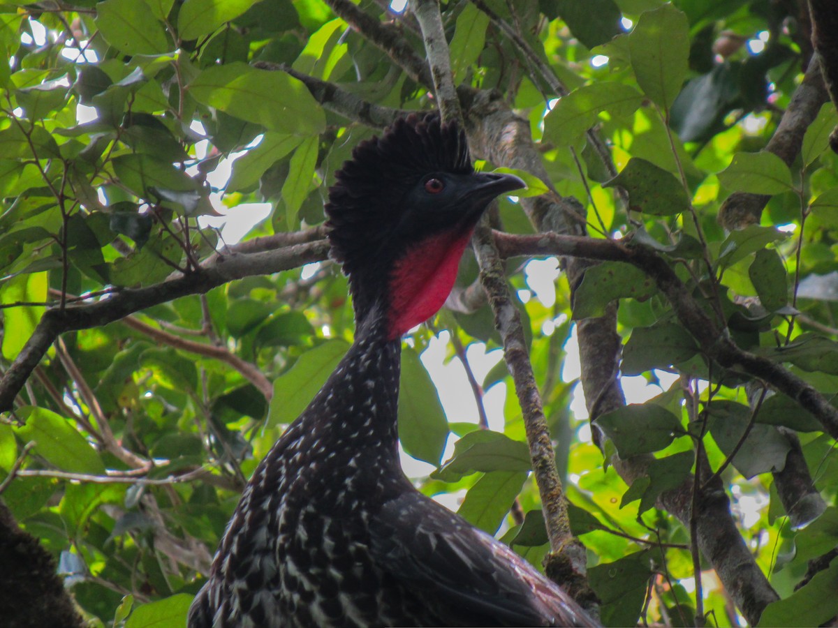Crested Guan - ML359523221