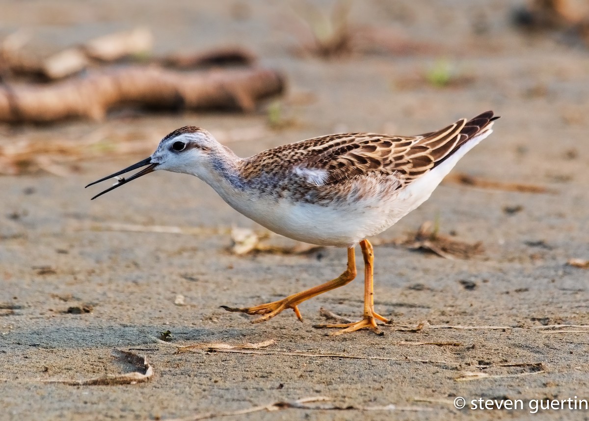 Phalarope de Wilson - ML359524461