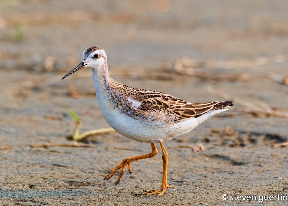 Wilson's Phalarope - ML359524471