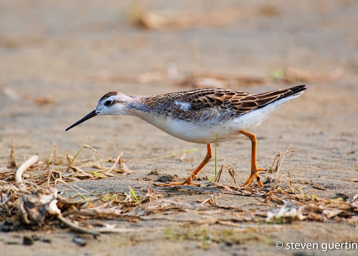 Falaropo Tricolor - ML359524481