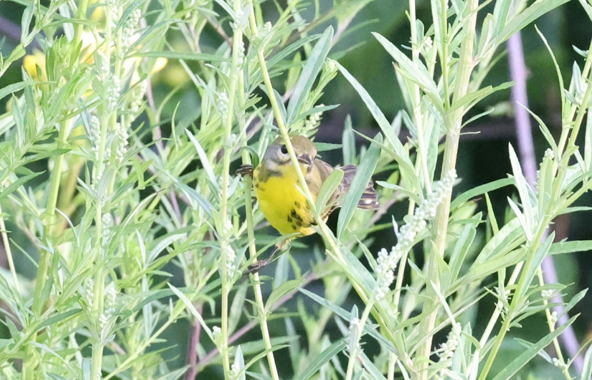 Prairie Warbler - ML359524711